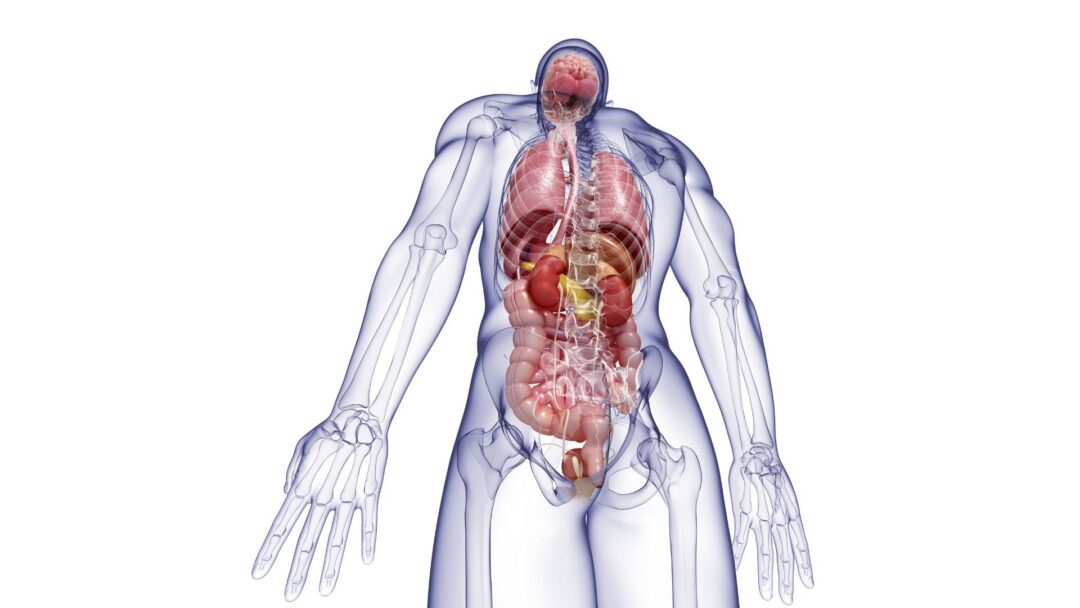Chirurgie Viscérale et Digestive